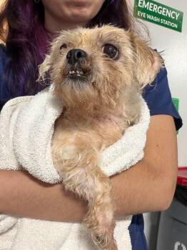 Nina -  Norfolk Terrier Dog for Adoption in Portland, Maine - Nina | PetCurious
