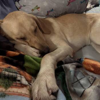 Rescue Yellow Labrador Retriever Dogs for Adoption in Charlotte, North Carolina - Pilot | PetCurious