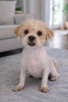 Shih Tzu Dogs Available for Adoption - Gino | PetCurious