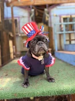 Shy -  French Bulldog Dog for Adoption in Eugene, Oregon - Shy | PetCurious