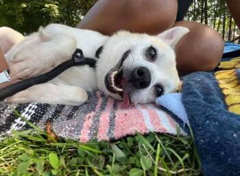 Chihuahua Dogs Available for Adoption in Bayport, New York - Jordan | PetCurious