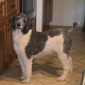 Stella -  Poodle Dog for Adoption - Stella | PetCurious