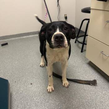 American Staffordshire Terrier Dogs Available for Adoption in Batavia, Ohio - Josie | PetCurious
