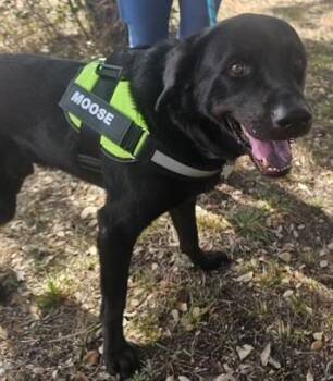 Labrador Retriever Dogs Available for Adoption - Moose | PetCurious