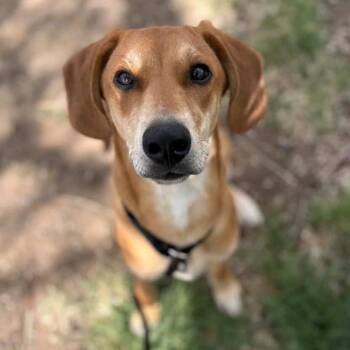Hound and Mixed Breed Dogs Available for Adoption in Flagstaff, Arizona - Potato | PetCurious