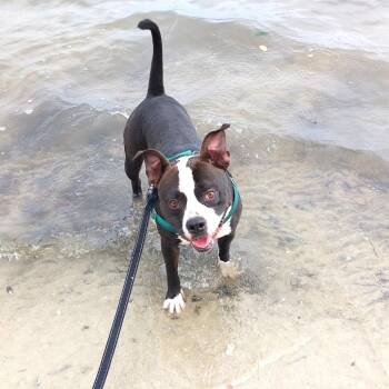 Mixed Breed Dogs Available for Adoption in Clearwater, Florida - Mora | PetCurious