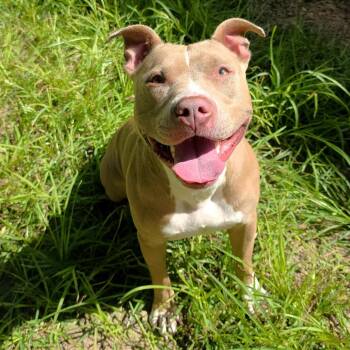 Leeta -  Pit Bull Terrier Dog for Adoption in Michigan City, Indiana - Leeta | PetCurious