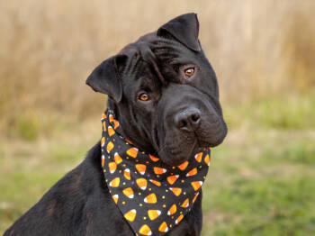 Rescue Shar Pei and Mixed Breed Dogs for Adoption in Portland, Oregon - Sharpie | PetCurious