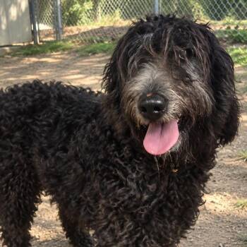 Charles Bark-Lee (aka Charlie) -  Poodle Dog for Adoption in Sonoma, California - Charles Bark-Lee (aka Charlie) | PetCurious