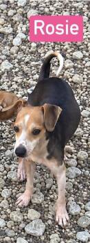 SF Rosie -  Beagle and Chihuahua Dog for Adoption in Warrenton, Missouri - SF Rosie | PetCurious
