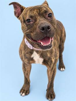 OREO -  Pit Bull Terrier Dog for Adoption in Westminster, Maryland - OREO | PetCurious