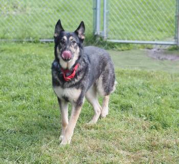 Diesel -  German Shepherd Dog Dog for Adoption in Meriden, Connecticut - Diesel | PetCurious