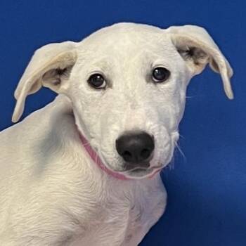110826 -  Mixed Breed Dog for Adoption in Las Cruces, New Mexico - 110826 | PetCurious