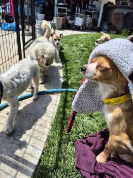 Rescue English Cocker Spaniel Dogs for Adoption in Manhattan Beach, California - Cinnabon Man! | PetCurious