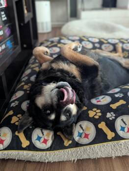 Chow Chow and Australian Cattle Dog Blue Heeler Dogs Available for Adoption in Raeford, North Carolina - Fatty Patty | PetCurious