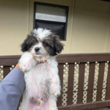 Fritz 26-06-059 -  Chihuahua and Shih Tzu Dog for Adoption in Bastrop, Texas - Fritz 26-06-059 | PetCurious