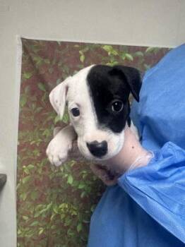 American Staffordshire Terrier and Mixed Breed Dogs Available for Adoption in San Antonio, Texas - Shallot | PetCurious