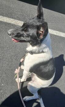 Rescue Terrier and Australian Cattle Dog Blue Heeler Dogs for Adoption in Las Vegas, Nevada - Dagger | PetCurious