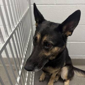 Maya -  German Shepherd Dog Dog for Adoption in Des Moines, Iowa - Maya | PetCurious