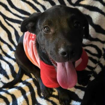 Rescue Labrador Retriever Dogs for Adoption in Brewton, Alabama - Tux | PetCurious