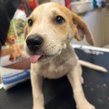 Claire Redfeild -  Catahoula Leopard Dog and Mixed Breed Dog for Adoption in Lake Panasoffkee, Florida - Claire Redfeild | PetCurious