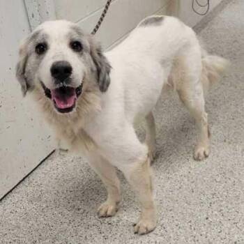 Snow -  Great Pyrenees and Mixed Breed Dog for Adoption in Kansas City, Missouri - Snow | PetCurious