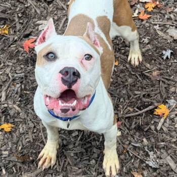 Oogie -  Terrier Dog for Adoption in Warren, Ohio - Oogie | PetCurious