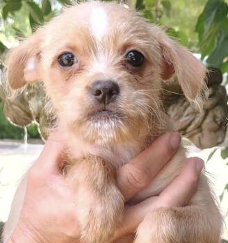 Small But Mighty Litter -  Mixed Breed Dog for Adoption in Davis, California - Small But Mighty Litter | PetCurious