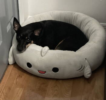 Rescue Miniature Pinscher Dogs for Adoption in Sanford, Florida - Kylo | PetCurious