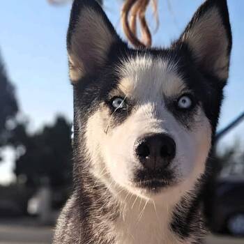 MARCO - FOSTER OR ADOPTER NEEDED -  Siberian Husky Dog for Adoption in Largo, Florida - MARCO - FOSTER OR ADOPTER NEEDED | PetCurious