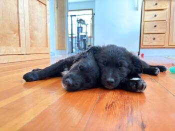 Greg -  Labrador Retriever and Poodle Dog for Adoption in Cloquet, Minnesota - Greg | PetCurious