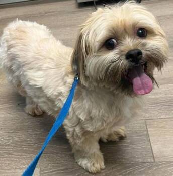 Kailow -  Shih Tzu Dog for Adoption in Annapolis, Maryland - Kailow | PetCurious