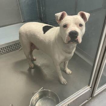 American Bulldog Dogs Available for Adoption in Des Moines, Iowa - Alfredo | PetCurious
