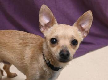Chihuahua Dogs Available for Adoption in Portland, Oregon - Pongo | PetCurious