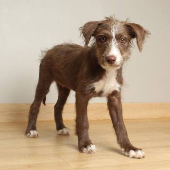 Sassy D69989 -  Collie and Wirehaired Terrier Dog for Adoption in Minnetonka, Minnesota - Sassy D69989 | PetCurious