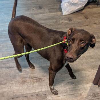 Mixed Breed Dogs Available for Adoption - Renfri Was Penny | PetCurious