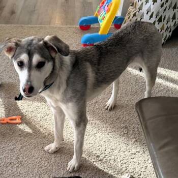 Lilly -  Husky Dog for Adoption in Des Moines, Iowa - Lilly | PetCurious