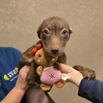 Gem -  Terrier Dog for Adoption in Oakland, California - Gem | PetCurious