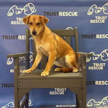 ALLI -  Labrador Retriever Dog for Adoption in Waterford, New Jersey - ALLI | PetCurious