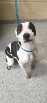 Rescue Mixed Breed Dogs for Adoption in Reidsville, North Carolina - Lucy | PetCurious