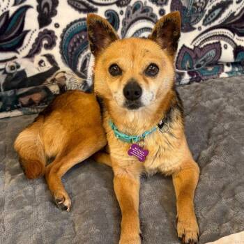 Star Crossed 14485 -  Chihuahua Dog for Adoption in San Francisco, California - Star Crossed 14485 | PetCurious