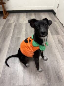 Rescue Mixed Breed Dogs for Adoption in Fort Worth, Texas - Rosey | PetCurious