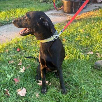 Labrador Retriever and Siberian Husky Dogs Available for Adoption in South Elgin, Illinois - Lucy - Home To Home | PetCurious