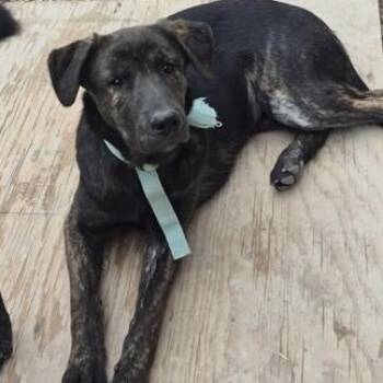 Black Labrador Retriever and Shepherd Dogs Available for Adoption in Richmond Hill, Ontario - Dream | PetCurious