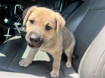 OSHKOSH -  Labrador Retriever and German Shepherd Dog Dog for Adoption in Rowlett, Texas - OSHKOSH | PetCurious