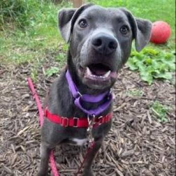 Kirby -  Mixed Breed Dog for Adoption in Oshkosh, Wisconsin - Kirby | PetCurious