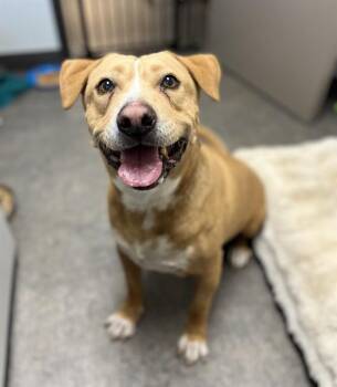 KENOBI -  Pit Bull Terrier and Mixed Breed Dog for Adoption in Ontario, California - KENOBI | PetCurious