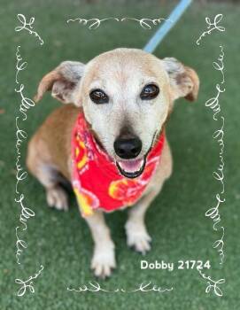 DOBBY -  Dachshund Dog for Adoption in Marietta, Georgia - DOBBY | PetCurious