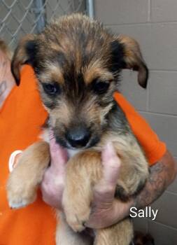 Poodle and Chihuahua Dogs Available for Adoption in Maynardville, Tennessee - Sally | PetCurious