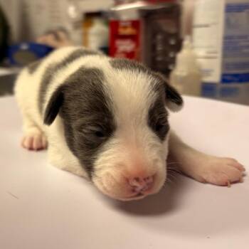 Jack Russell Terrier Dogs Available for Adoption in Yuma, Arizona - Sebastin | PetCurious